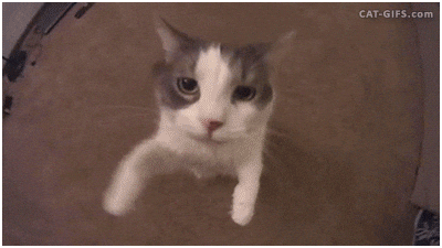 Cat in love